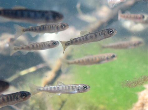 Habitat Use of Juvenile Salmonids - FISHBIO | Fisheries Consultants