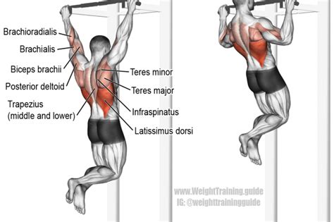 Pull-up exercise illustration | Back workout program, Back exercises, Workout programs