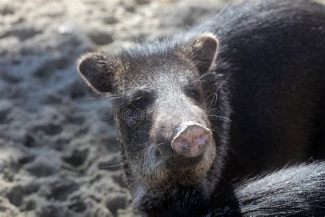 Javelina or Collared Peccary Stock Photo - Image of predator, hoof ...