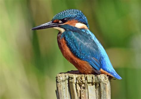 Common Kingfisher by Tony Hovell - BirdGuides