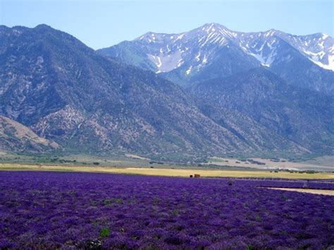 lavender fields in Mona, Utah | Lavender Fields | Pinterest