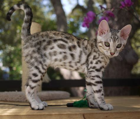 Adorable Silver Bengal kitten! @Brenda Miller | Bengal kitten, Bengal cat, Gorgeous cats