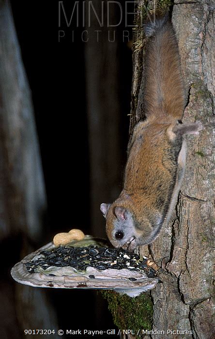 Northern Flying Squirrel stock photo - Minden Pictures