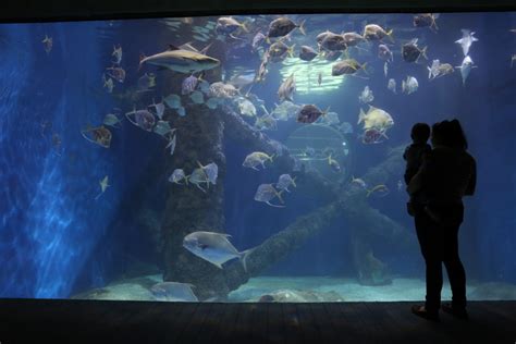 Things To Do In Virginia Beach Aquarium - Aquarium Views