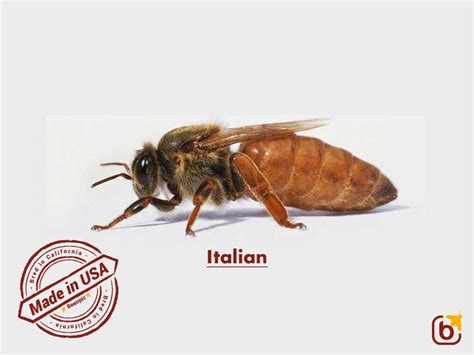 Italian honey bees - Beeopic Beekeeping