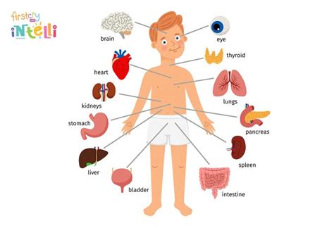 Teach Kids - Human Body Parts Names & Its Functions