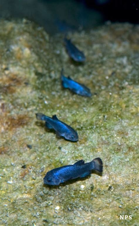 Devils Hole Pupfish - Death Valley Conservancy