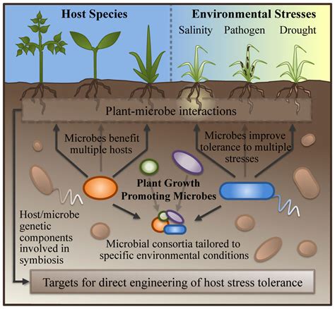 A Tale of Two Plant Improvement Strategies - DOE Joint Genome Institute