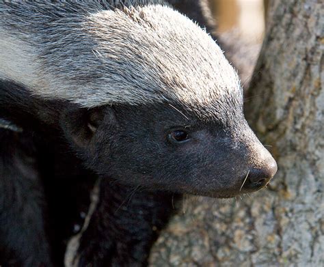 Honey badger (ratel) | San Diego Zoo Kids