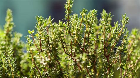 Growing Thyme Indoors From Seed - Indoor Garden Tips