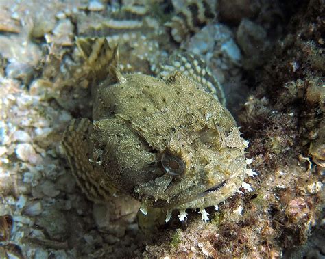 Gulf toadfish, Destin, Florida | Under the Destin bridge nea… | Flickr