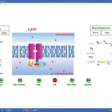 Screenshot of the sodium-potassium pump cycle animation. | Download Scientific Diagram