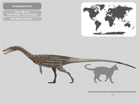 Perfil coelophysis bauri by PaleoHistoric on DeviantArt