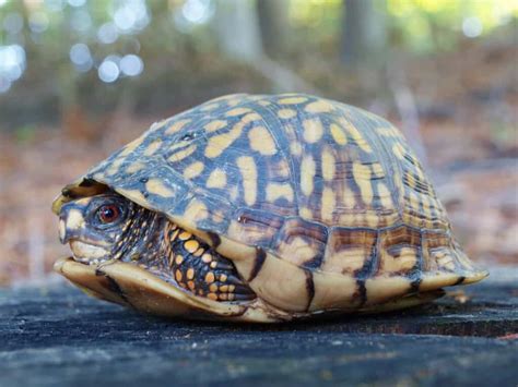 Eastern Box Turtle Care Guide: Everything You Need To Know