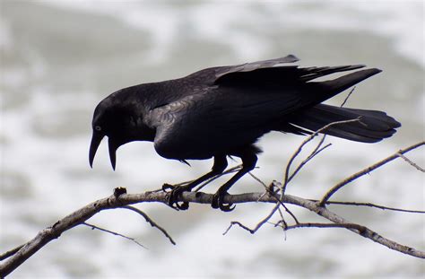 DSCF4104 | Torresian Crow by the ocean | D M | Flickr