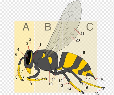 Hornet Bee Insect Wasp Yellowjacket, bee, honey Bee, insects, fauna png | PNGWing