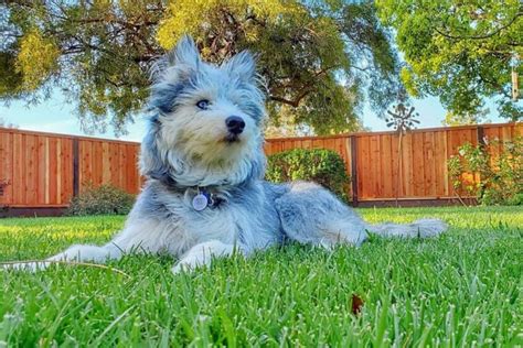 Husky Poodle Mix: What To Know Before Getting A Poosky