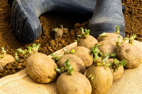 11 Potato Growing Tips For A Bountiful Harvest