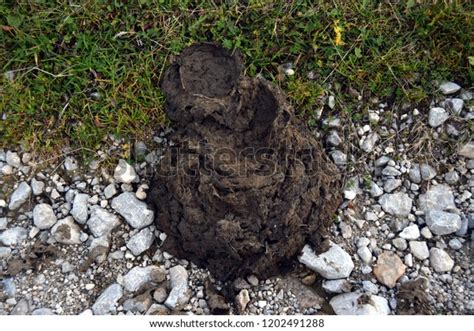 Cow Poop Nature Stock Photo 1202491288 | Shutterstock