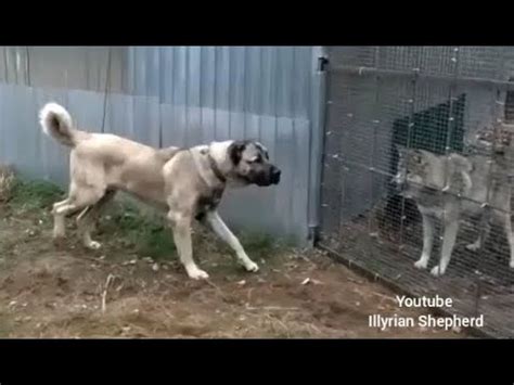 Kangal Dog Vs Wolf