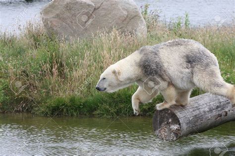 Graceful wild animal best blog: Wild animals in denmark