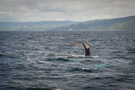 Whale Watching in Samana Bay