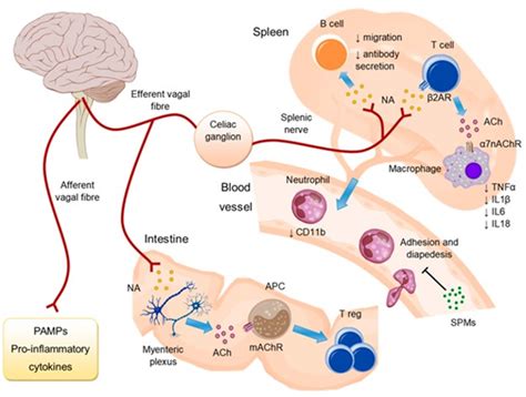 The parasympathetic nervous system-mediated anti-inflammatory reflex.... | Download Scientific ...