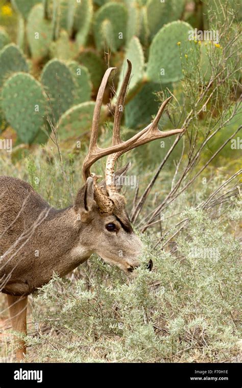 Black tailed Deer Buck Stock Photo - Alamy