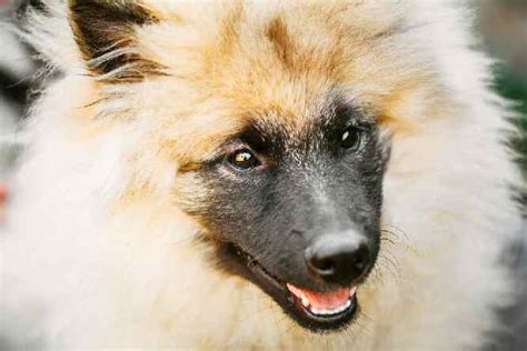 Keeshond Temperament, Price, Puppies & Breeder Tips