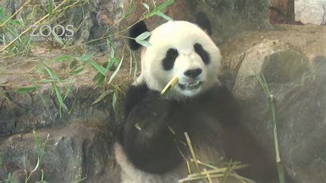 Giant Pandas arrive at Adelaide Zoo! - YouTube