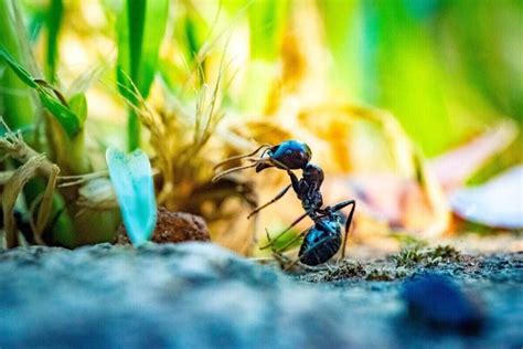 7 Natural Ways to Get Rid of Ants in Your Yard and Home