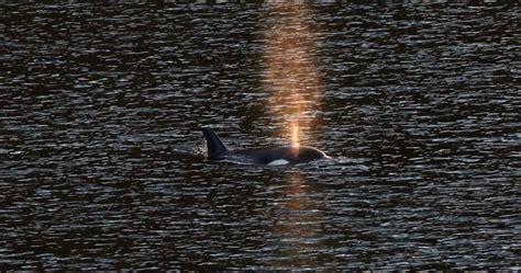 Officials urge people to stay away from orphaned orca calf while ...