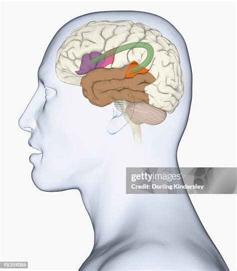 20 Nerve Bundle Stock Photos, High-Res Pictures, and Images - Getty Images