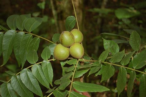 Juglans jamaicensis - Earth.com