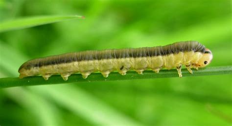 Sawfly Larva | Needs identification A couple of entomologica… | Flickr ...