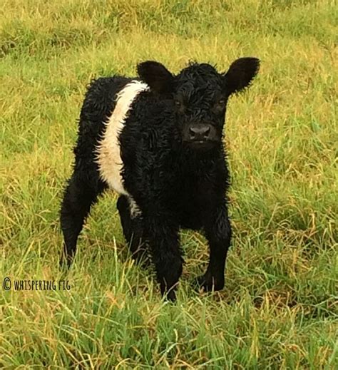 Brand new belted galloway (oreo) calf. So sweet! | Cow calf, Galloway cattle, Mini cows