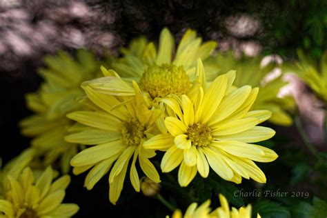 Yellow Mums by Charlief43 on DeviantArt