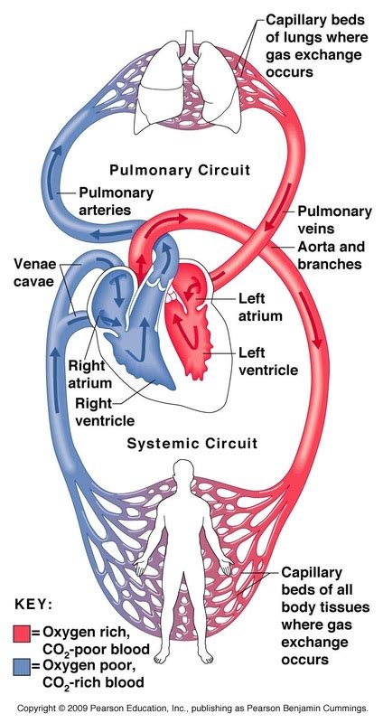 Circulatory and Respiratory