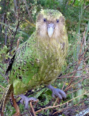 51 Best Kakapo green flightless parrots images | Flightless parrot ...