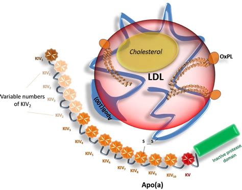 Lipoprotein(a): a risk factor for atherosclerosis and an emerging therapeutic target | Heart