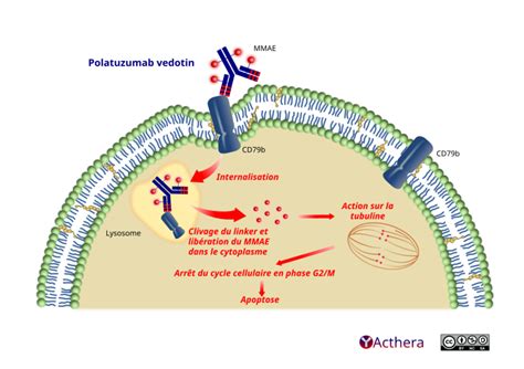 Polatuzumab vedotin (POLIVY®) [Acthera]