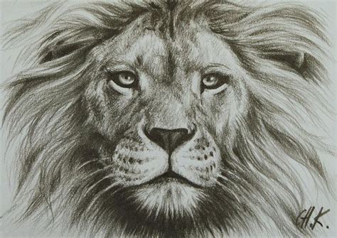 lion drawing - Google Search | Lion sketch, Lion drawing, Lion images