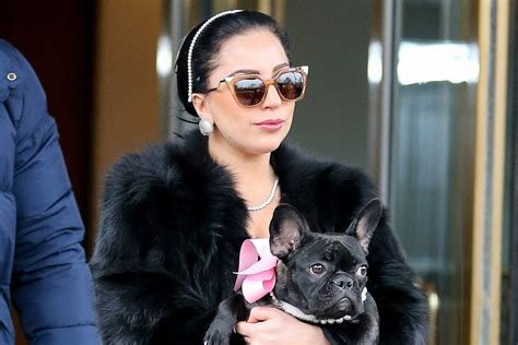 Lady Gaga and her dog have the same taste in jewelry | Page Six