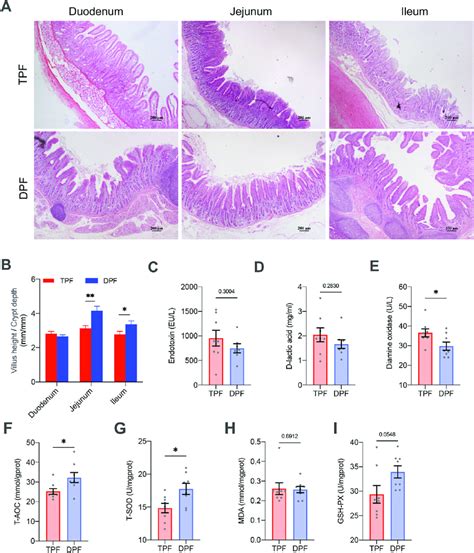 Effects of DPF on intestinal morphology and intestinal functions in ...