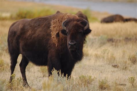 Yellowstone bison | chengiecheng | Flickr