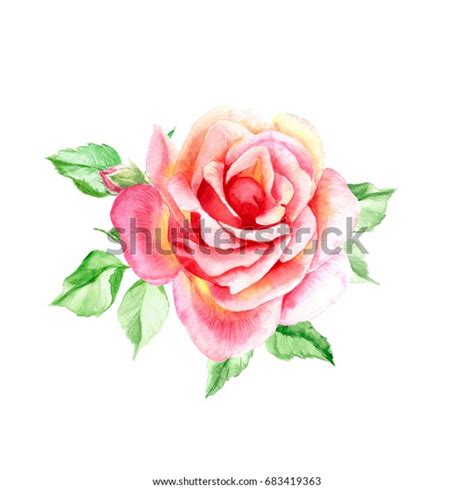 One Pink Rose Bud Watercolor Painting Stock Illustration 683419363 ...