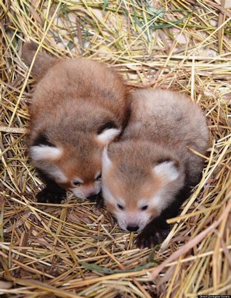 Twin Baby Red Pandas Prove 2 Baby Animals Is Always Cuter Than 1 | HuffPost