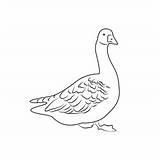 Duck Swimming Coloring Page For Kids  Free Ducks Printable sketch template