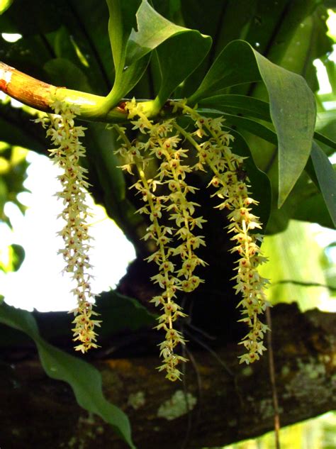 1784: Flowering Epiphytic Orchids