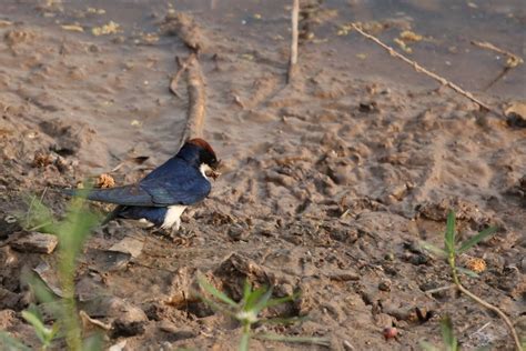 eBird Checklist - 2 May 2023 - Sukhna Lake - 8 species